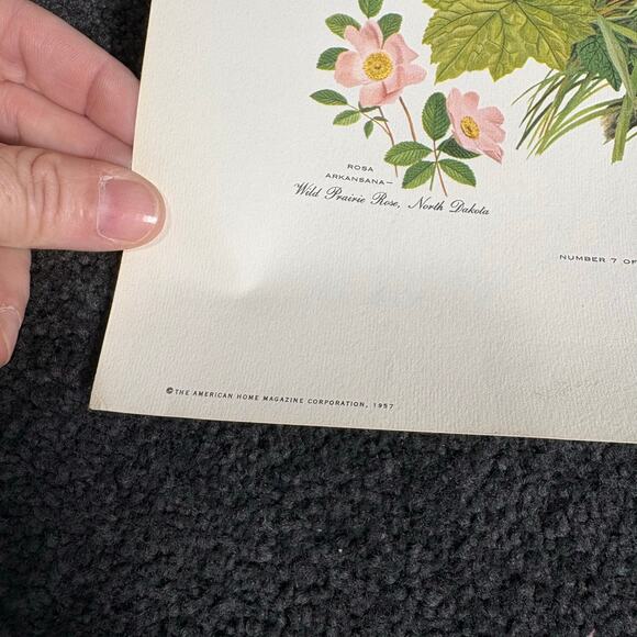 Arthur Singer Portfolio of Bird Prints #7 Western Meadowlark - Vintage Botanical - Picture 2 of 6